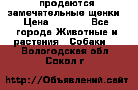 продаются замечательные щенки › Цена ­ 10 000 - Все города Животные и растения » Собаки   . Вологодская обл.,Сокол г.